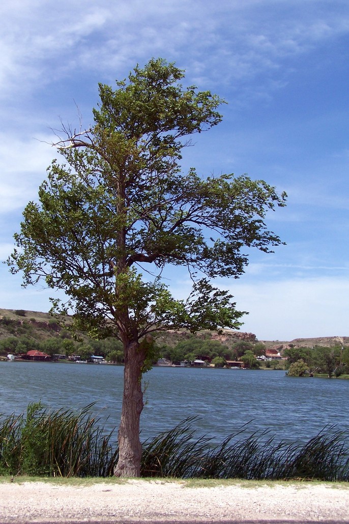Lubbock, TX: Tree On Buffalo Lake Summer of 08