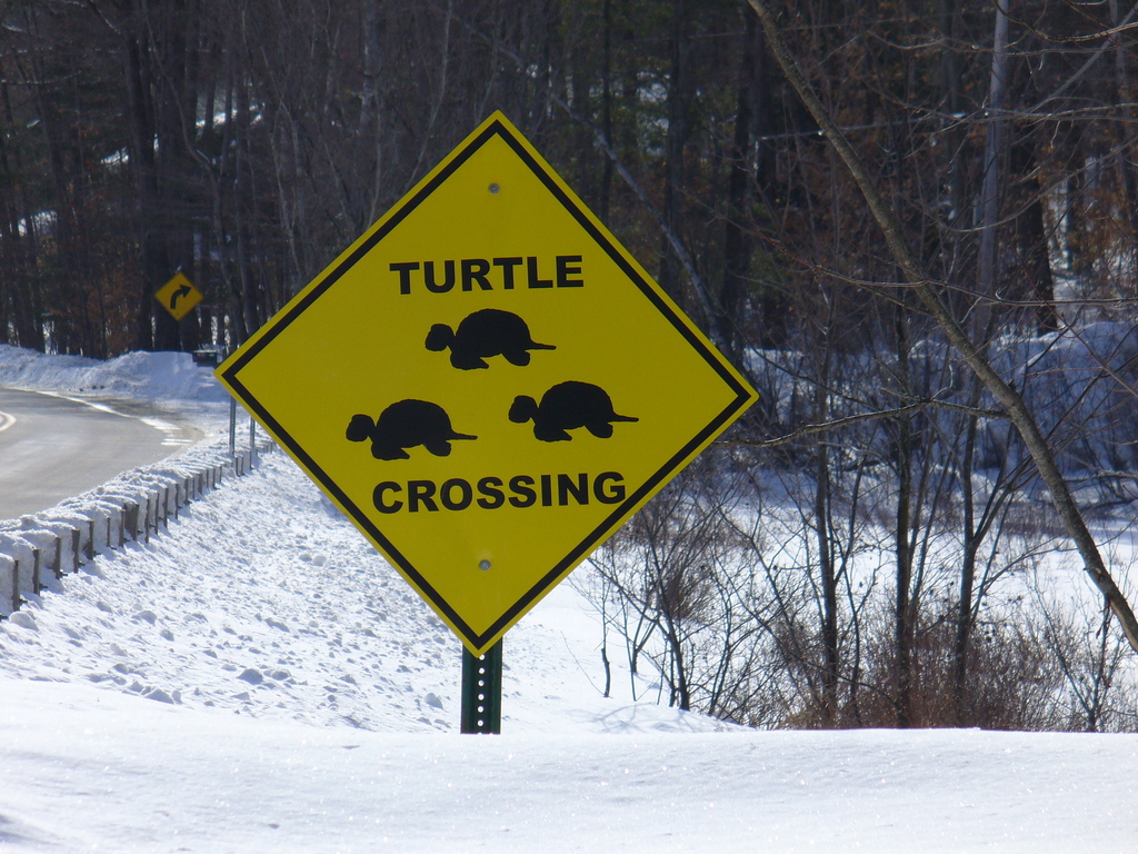 Jaffrey, NH : Turtle Crossing on the Way to Jaffrey, NH