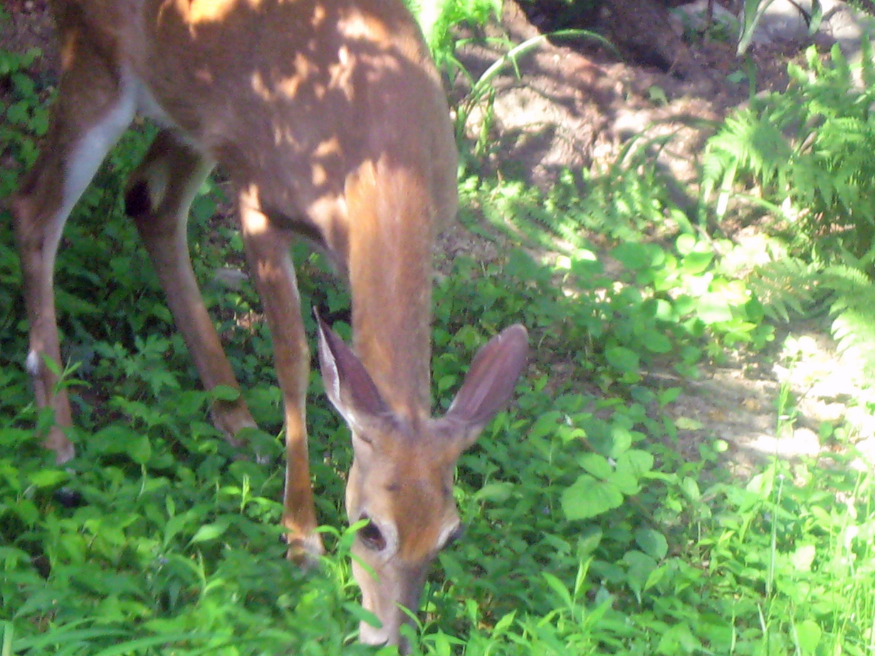 Cornwall, NY: Deer - Mineral Springs Road