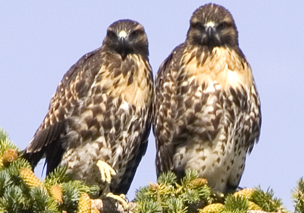 Carson City, NV: Golden Eagles perched in a pine tree near their nest in Carson City, Nevada - June 2006