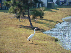 James Island, SC: Birds in my backyard