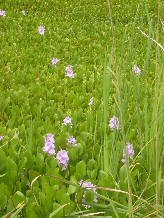 Leland, NC: Water Hyacinths in Leland