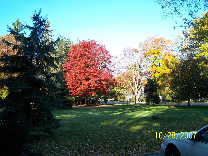 Stevensville, MI : Fall colors of Stevensville, MI