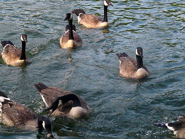 Hohenwald, TN : The Geese of NACO