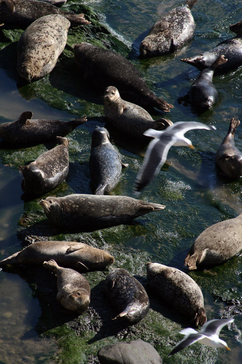 Carpinteria, CA : SEALS AND GULL