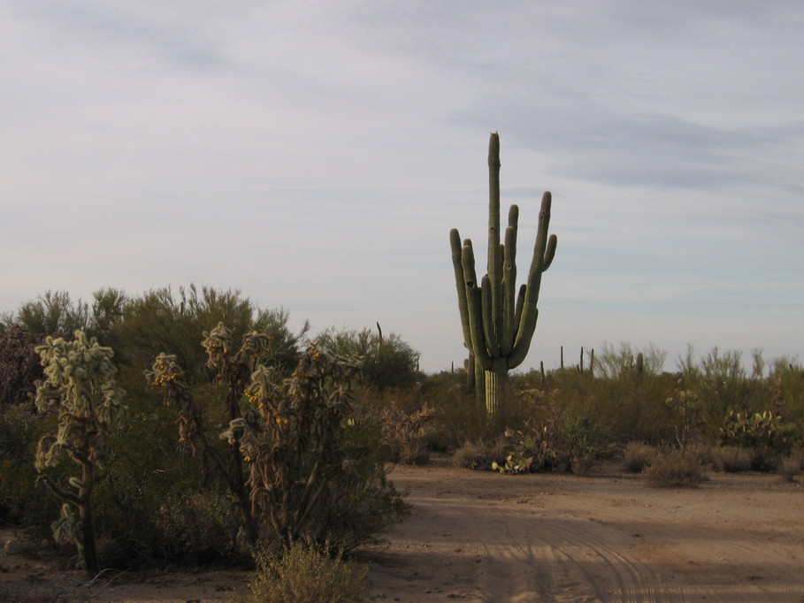 Picture Rocks, AZ : Sahuaro -Morning Glory Praising God