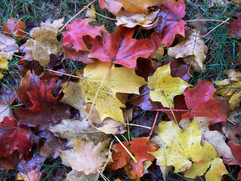 Pepperell, MA : fall splendor at your feet