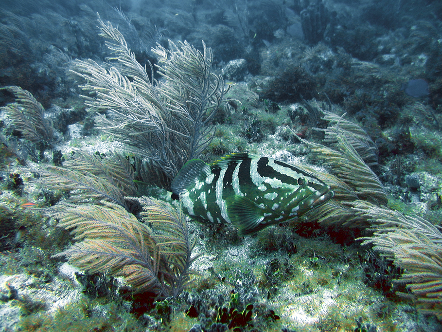 Marathon, FL : Nassau Grouper
