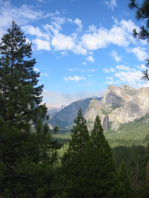 Yosemite, CA : The pine tree