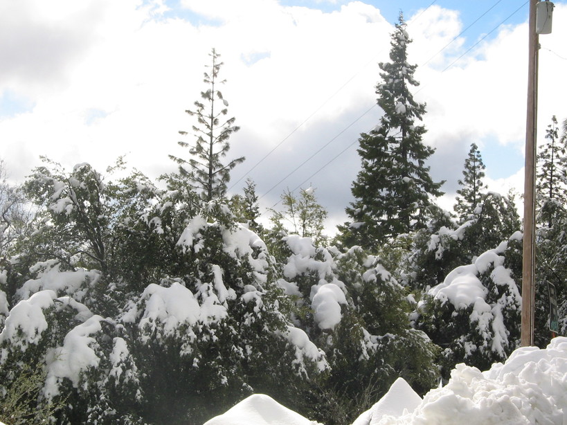 Oakhurst, CA Trees after new snow fall photo, picture, image (California) at