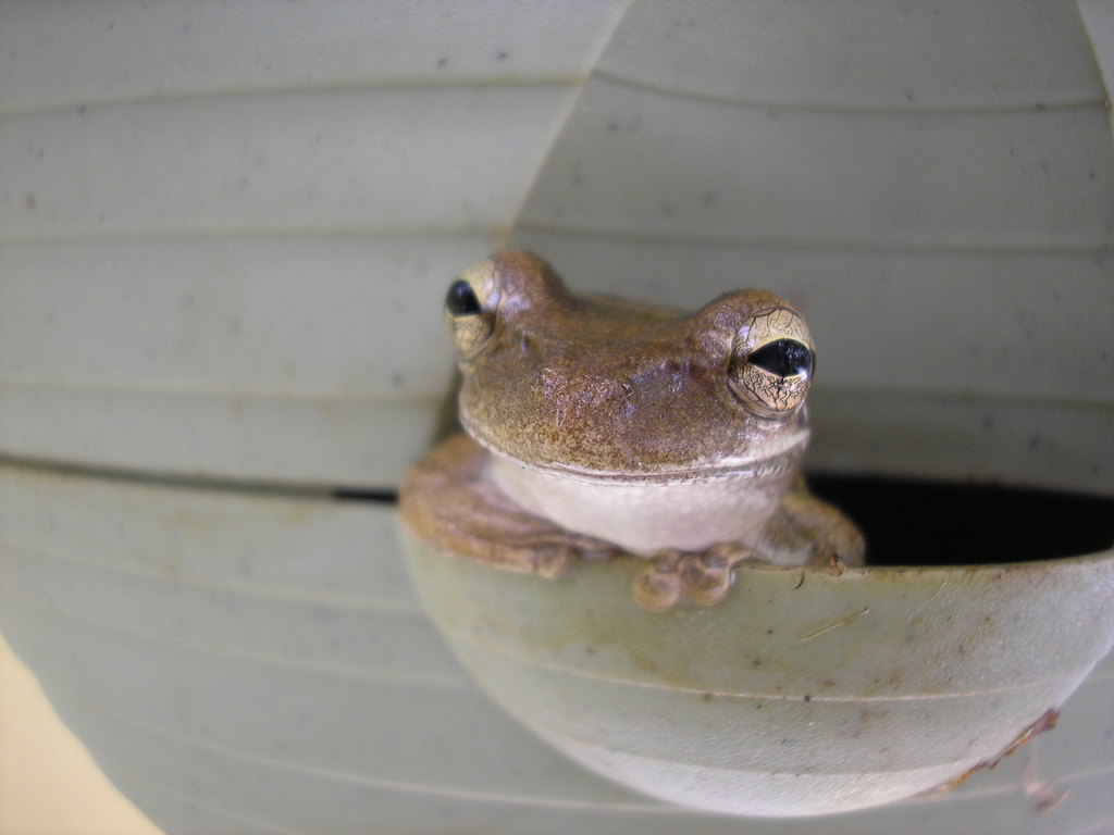 Port St. Lucie, FL: Smiling Tree Frog