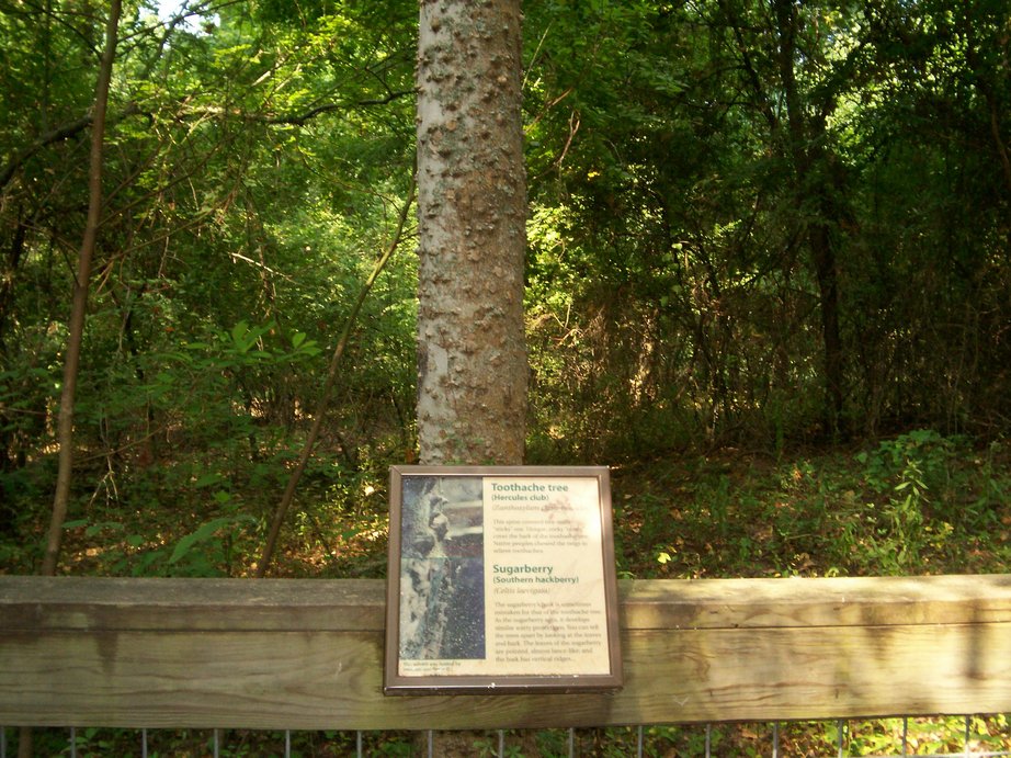 Pine Bluff, AR: Toothache Tree In Arkansas
