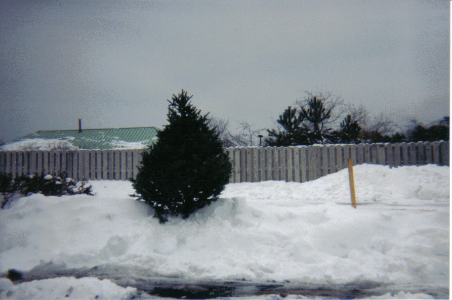 Syracuse, NY : Xmas Tree planted by me in Snow at Microtel Hotel Carrier Circle Syracuse