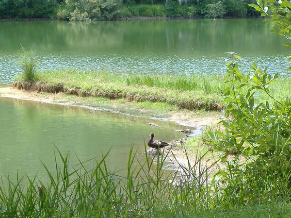 Ozark, AL: A duck resting by Ed Lisenby Lake.