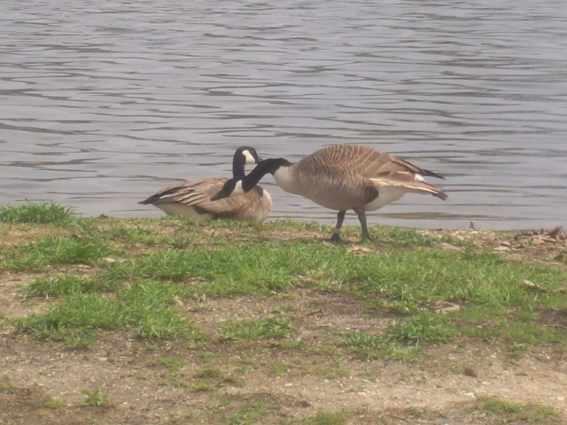 Rochester, IN : Canadian geese on the shores of Lake Manitou Rochester,In.