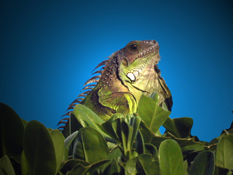 Marathon, FL : Iguana