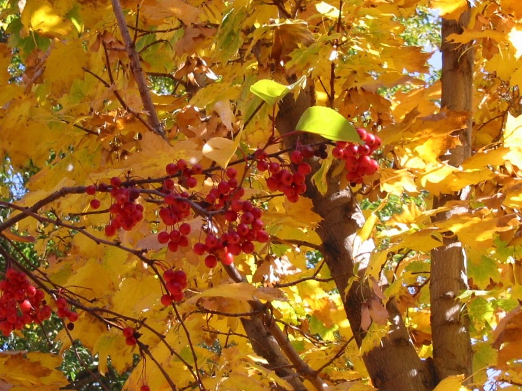 Echo, OR : Arboretum trees in fall