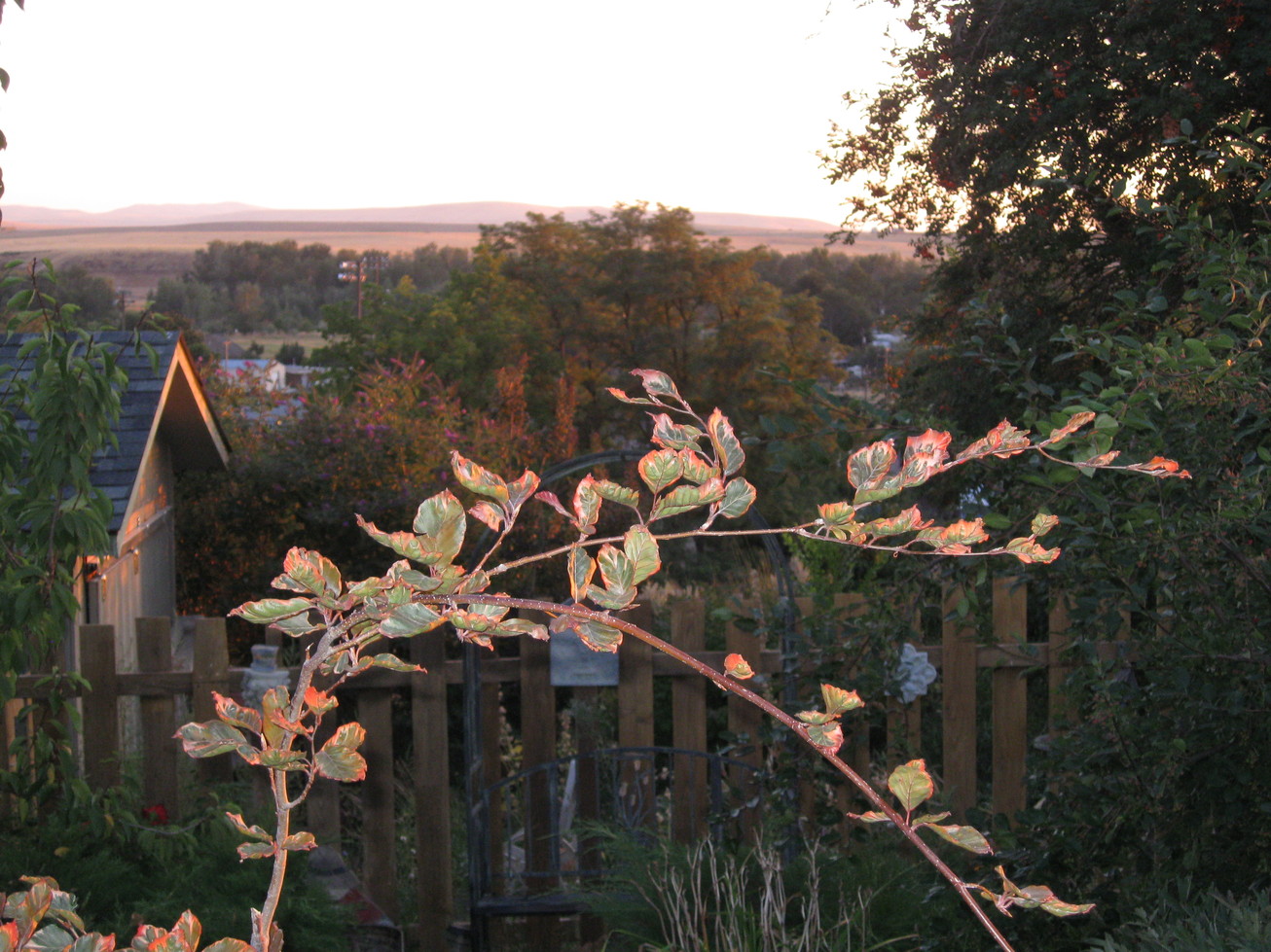 Echo, OR : Tricolor beech, sunset, Echo