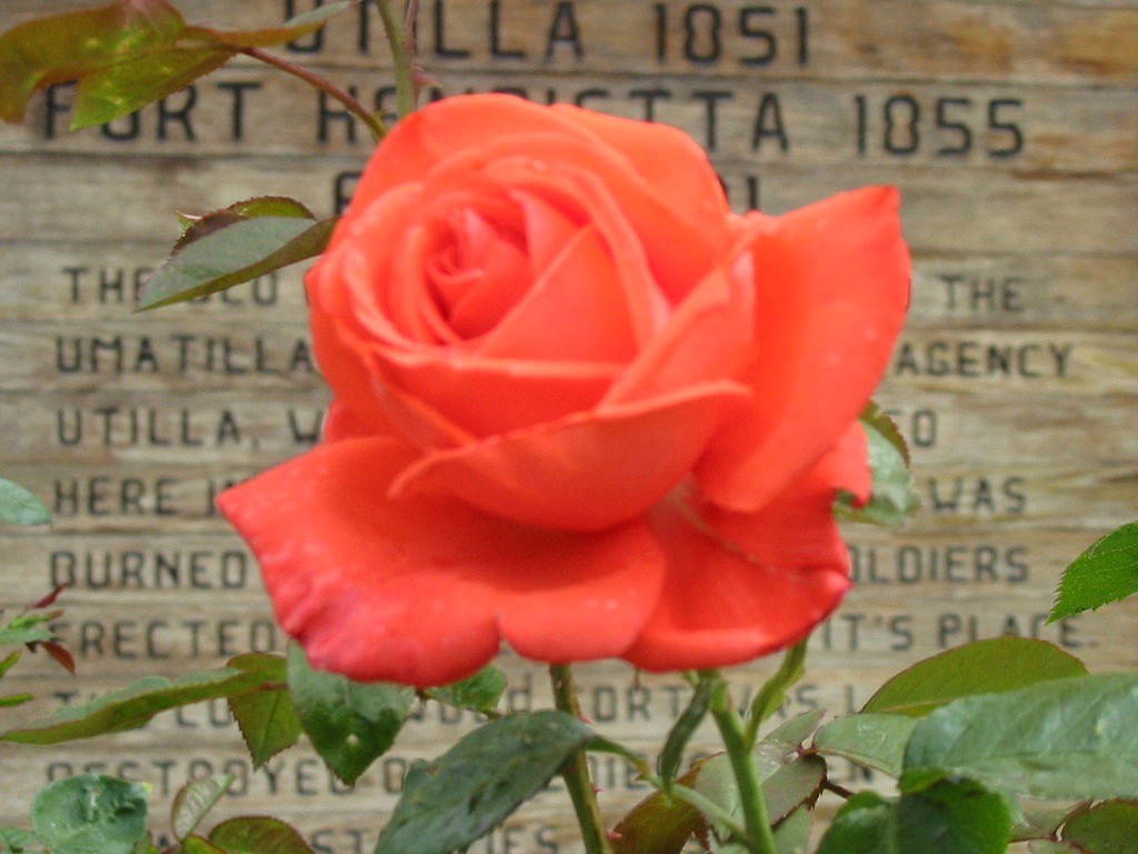 Echo, OR : Museum garden sign & rose