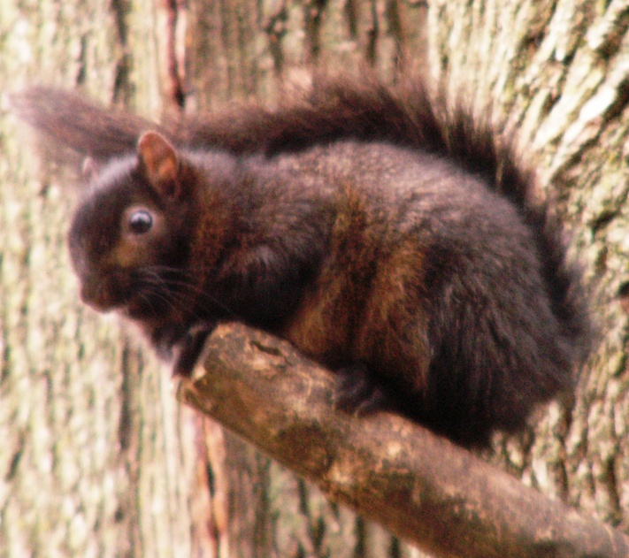 Wheaton, IL: Wheaton, IL - Rare Black Squirrel - by Mark Kempe