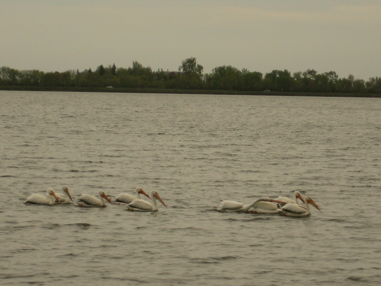 Worthington, MN: pelicans