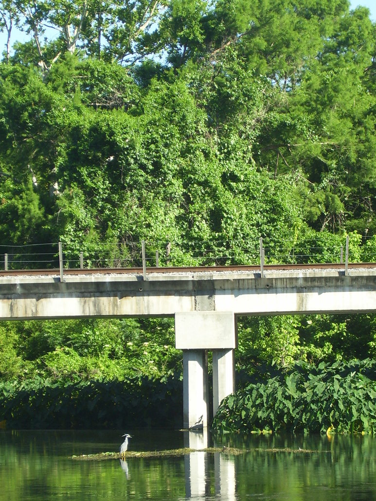 San Marcos, TX: a blue heron perched in the san marcos river under the railroad bridge