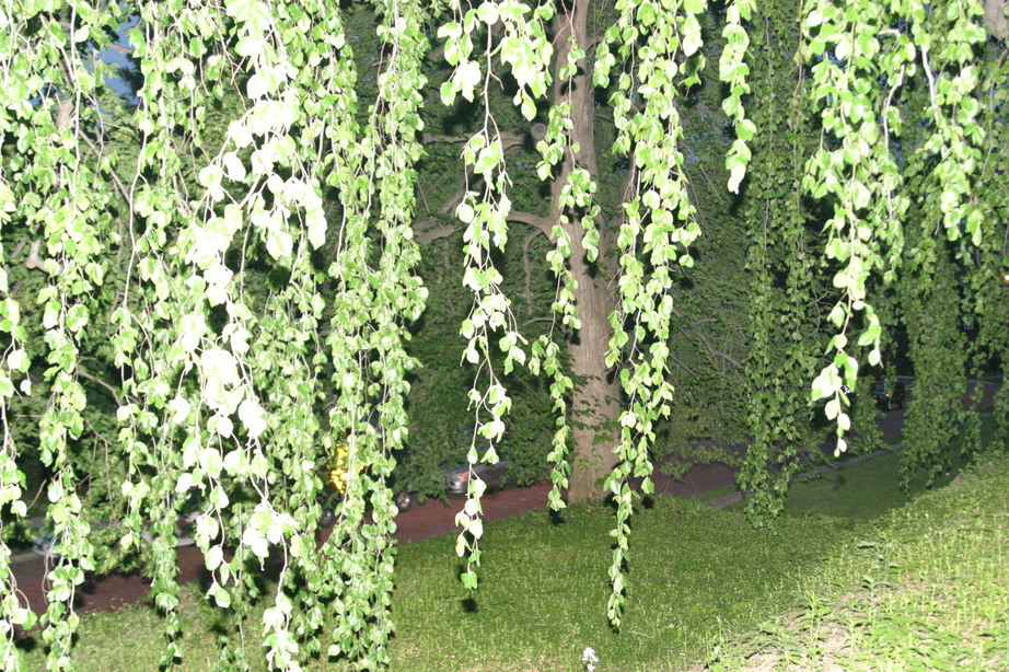 Williamsport, PA : We have been told that we have the tallest and oldest Weeping Beech tree left standing in Williamsport PA. It's in our yard at 821 5th Ave.