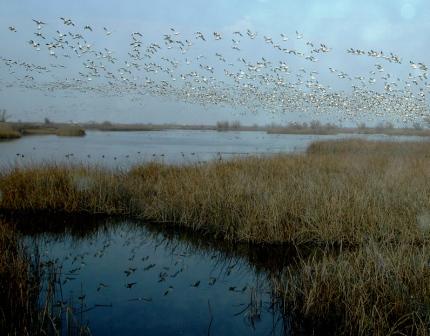 Colusa, CA : Snow Geese in Colusa National Wildlife Refuge