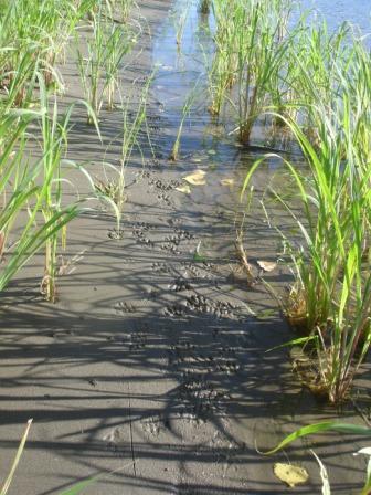 Colusa, CA : Tracks beside the Sacramento River