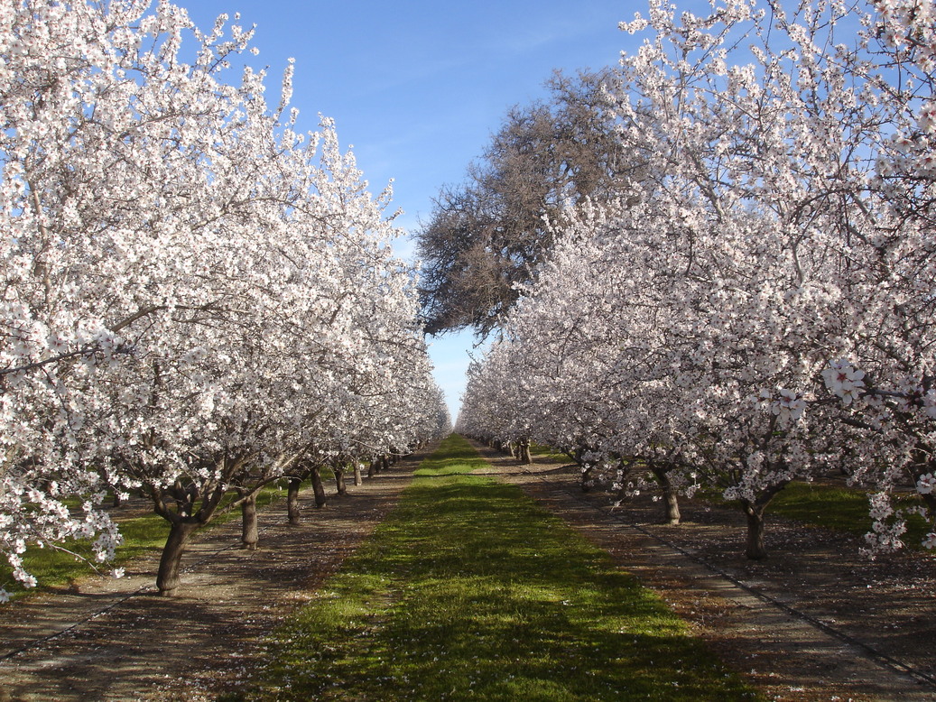 Colusa, CA: Almond Grove in bloom