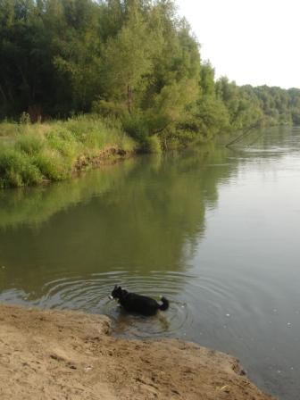 Colusa, CA : swimming in the Sacramento