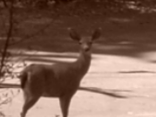 Cobb, CA: A deer up on Cobb Ca.