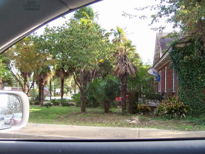 Anderson, SC : Some palm trees in Anderson SC