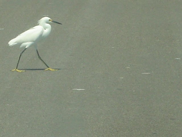 Portland, TX : Portand Mascot Beauty!  just checkin things out:)