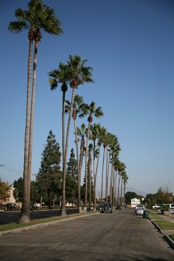 Fountain Valley, CA: Line of palm trees along Tabert Ave. with Saddleback in the distance