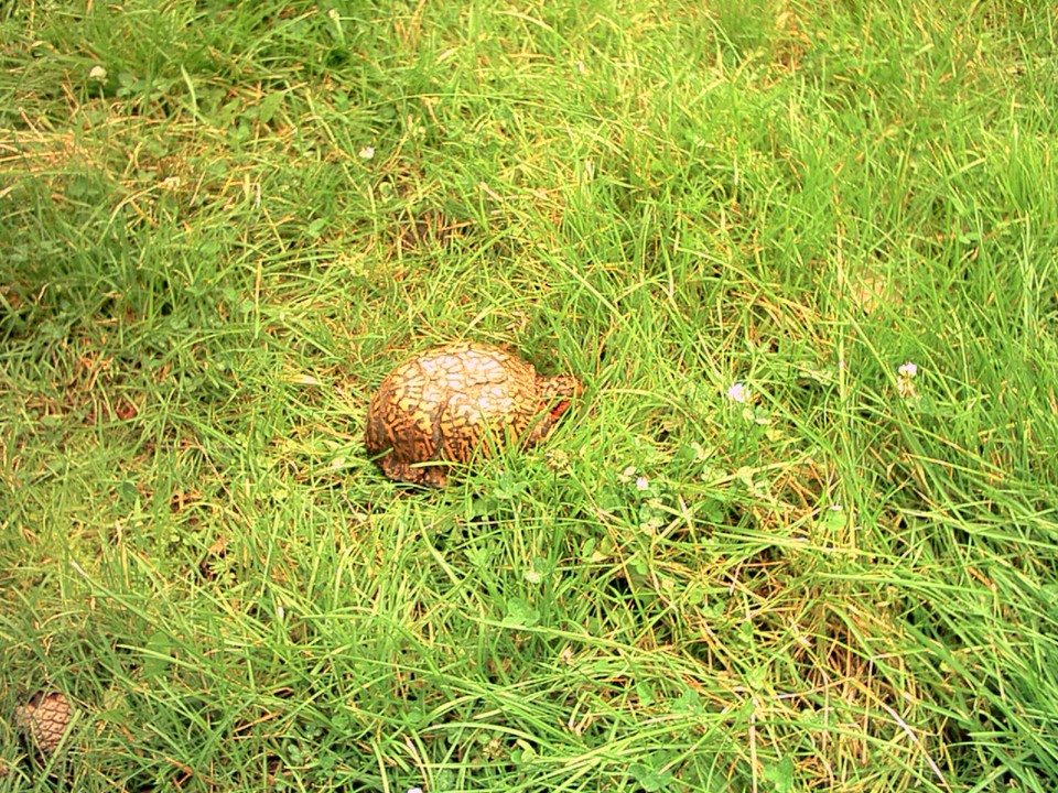 Westhampton Beach, NY : this turtle was found on my backyard very unusual orange color and disappear misteriously
