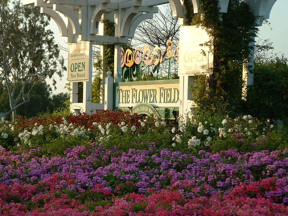 Carlsbad, CA: Carlsbad Flower Fields