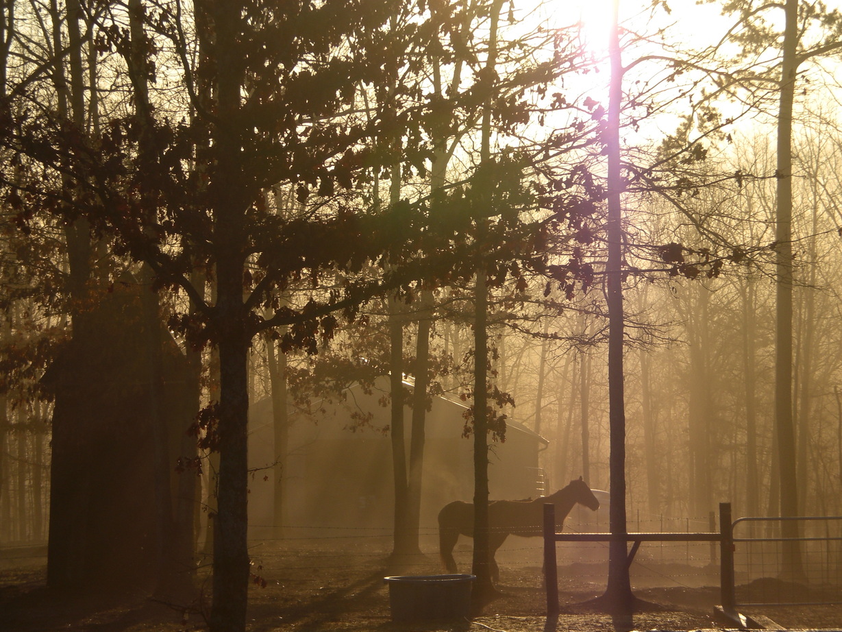 Hohenwald, TN: horses at dawn