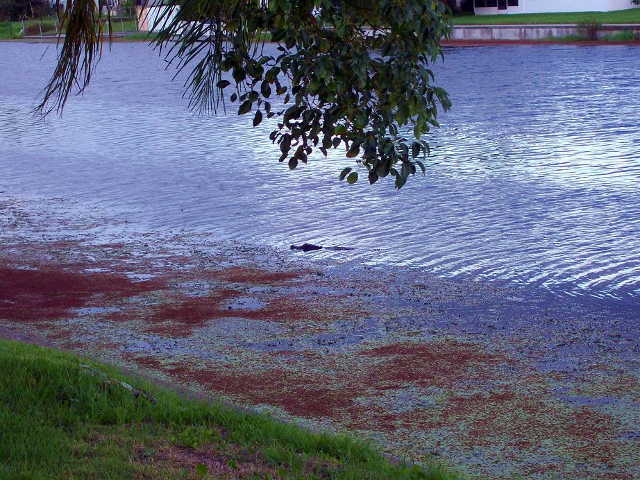 Holiday, FL : Gator in Lake Conley photo, picture, image (Florida) at