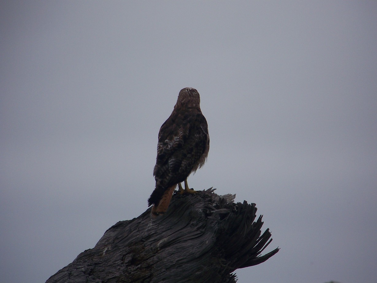 Crescent City, CA : Falcon on the beach at Crescent City