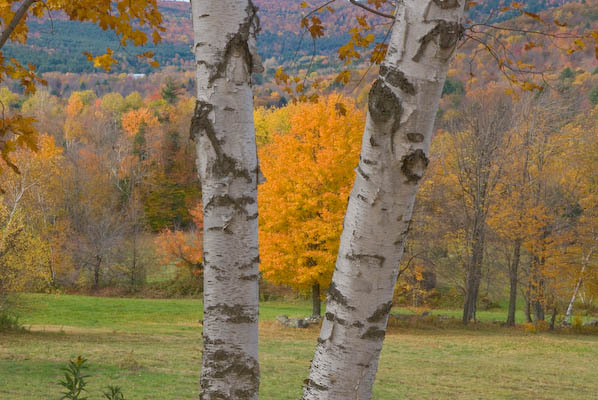 Richmond, VT: Paper birch frames maple, Richmond Vermont