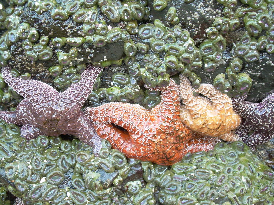 Oceanside, OR : 3 Arches Rock - Sea Life