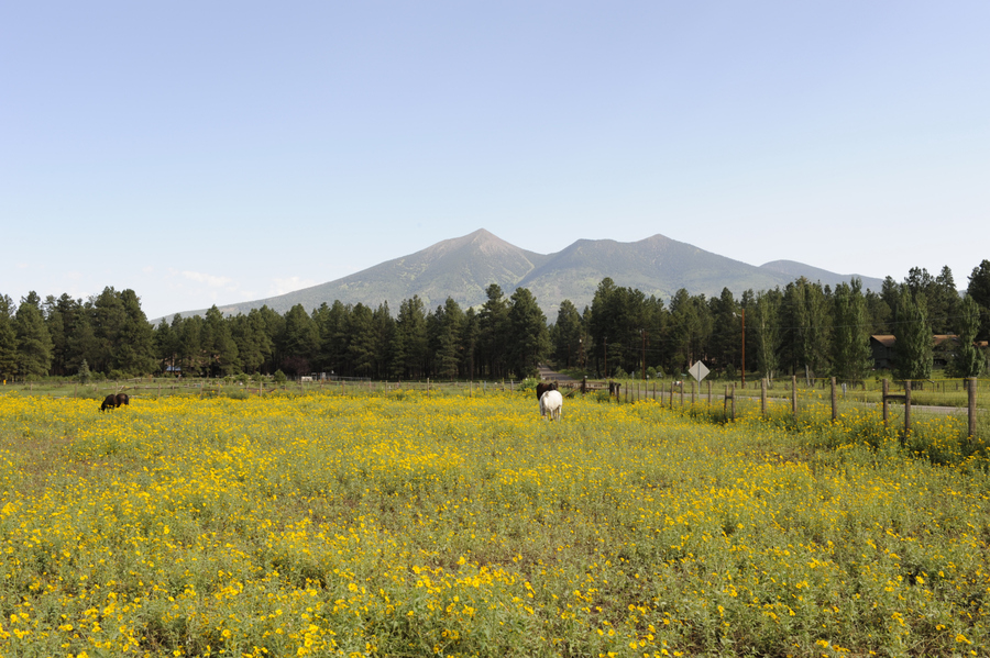 Flagstaff, AZ : North of town on N. Fort Valley Rd.