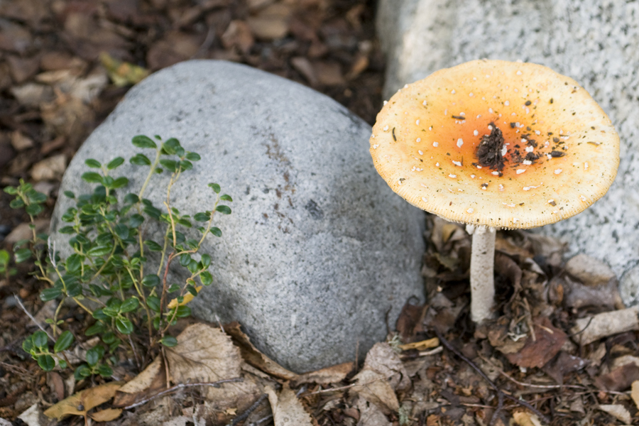 Soldotna, AK: Golden Mushroom