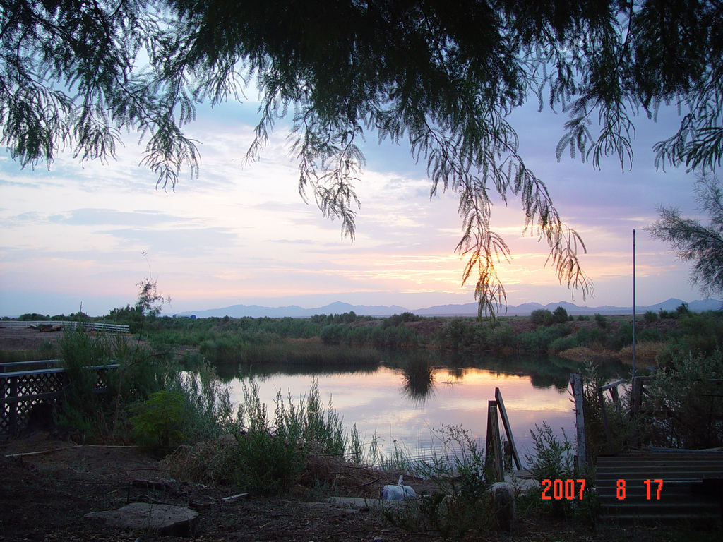 Palo Verde, CA : My back yard.