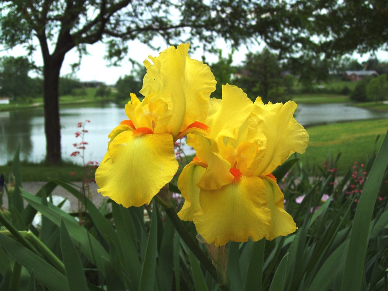 Jefferson City, MO: Spring Flowers at McKay Park