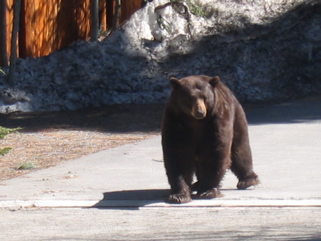 Kings Beach, CA Uhhhh, Just Waking Up From A Winter Nap... photo