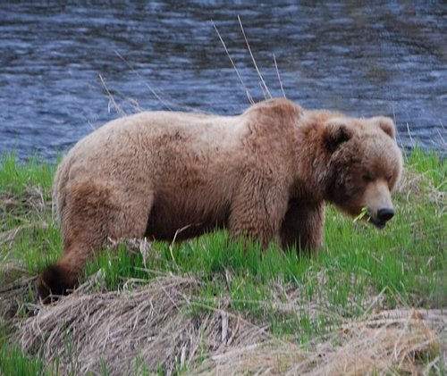 Kodiak Station, AK : Kodiak Grizzly Grazing