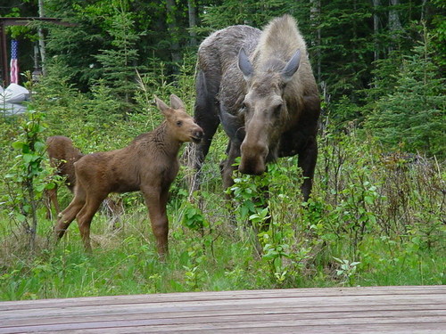Kenai, AK: Mother Moose and Twins in Backyard