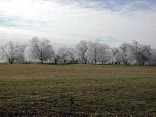 Middlebury, IN : ice trees on the golf course